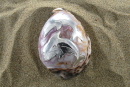 Cypraea Tigris Galvanisiert mit Delphinen graviert