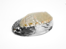 Haliotis Discus MOP Galvanisiert