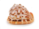 1450-2-18e-cassis-rufa-16cm2-1