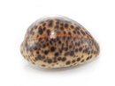 630-1,5e-cypraea-tigris-8cm--630-1-1e-6cm-6