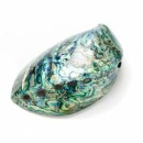 haliotis paua 1