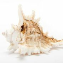 murex ramosus