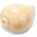 voluta melo